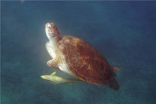 Как определить возраст сухопутной черепахи? два простых способа