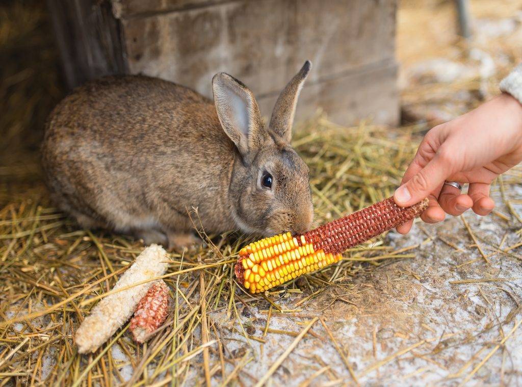 Комбикорм для кроликов: какой лучше, состав, сколько съедает кролик