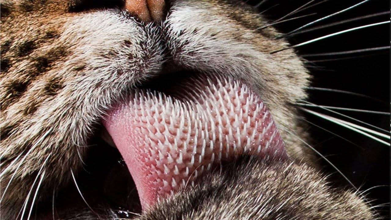 Язык кошек: строение и заболевания | ваши питомцы