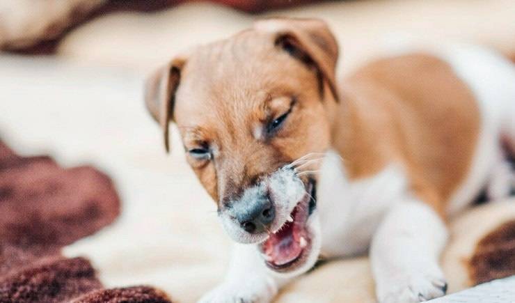 Собаки, кашель у собак, причины появления и способы лечения кашля у собаки