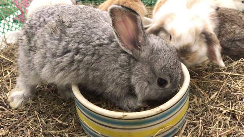 Можно ли давать кроликам капусту (кочаны и капустные листья)