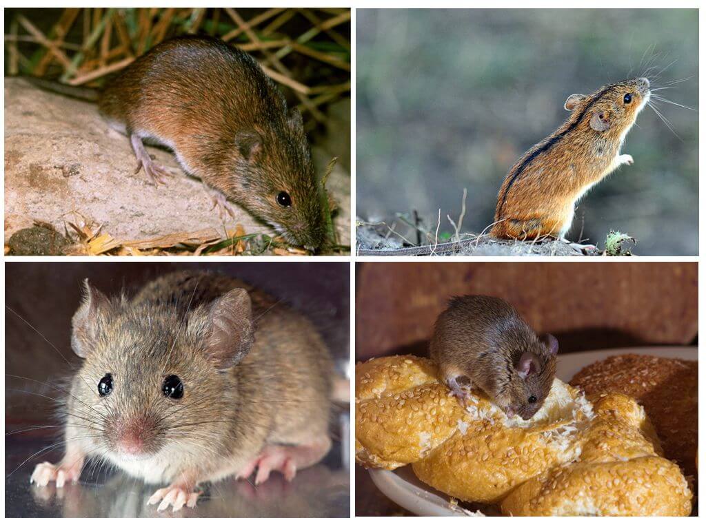 Виды мышей: лесные и полевые, желтогорлая, вред на даче русский фермер