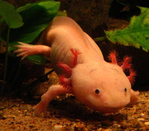 Размножение аксолотля: можно ли держать одну личинку в аквариуме?