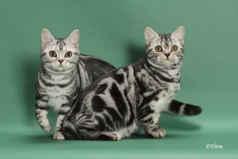 Американские короткошерстные кошки: описание породы, характер, здоровье