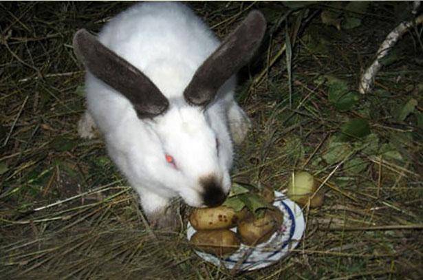 Можно ли кроликам давать сырой или вареный картофель?