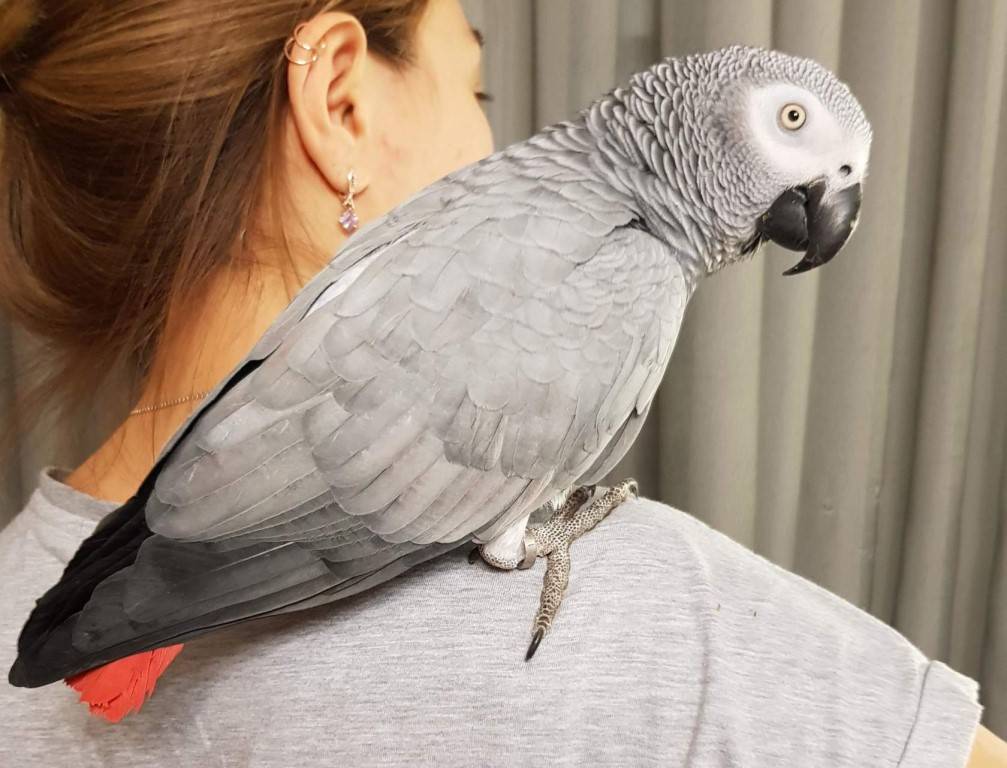 Попугай жако: полная информация об уходе и содержании в домашних условиях