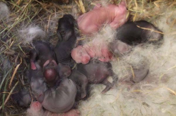 Сколько раз в сутки крольчиха кормит новорожденных крольчат — разбираемся в сути