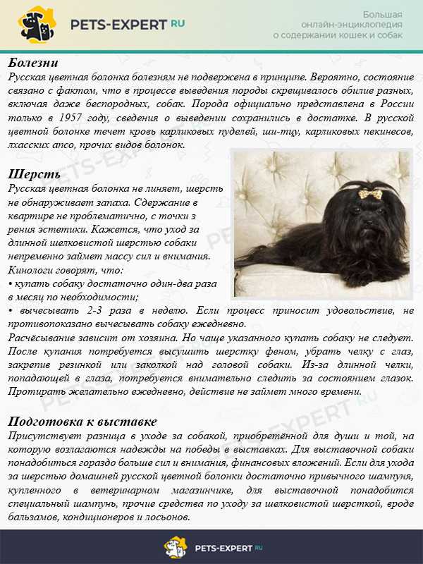 Русская цветная болонка — собака с ангельским характером
