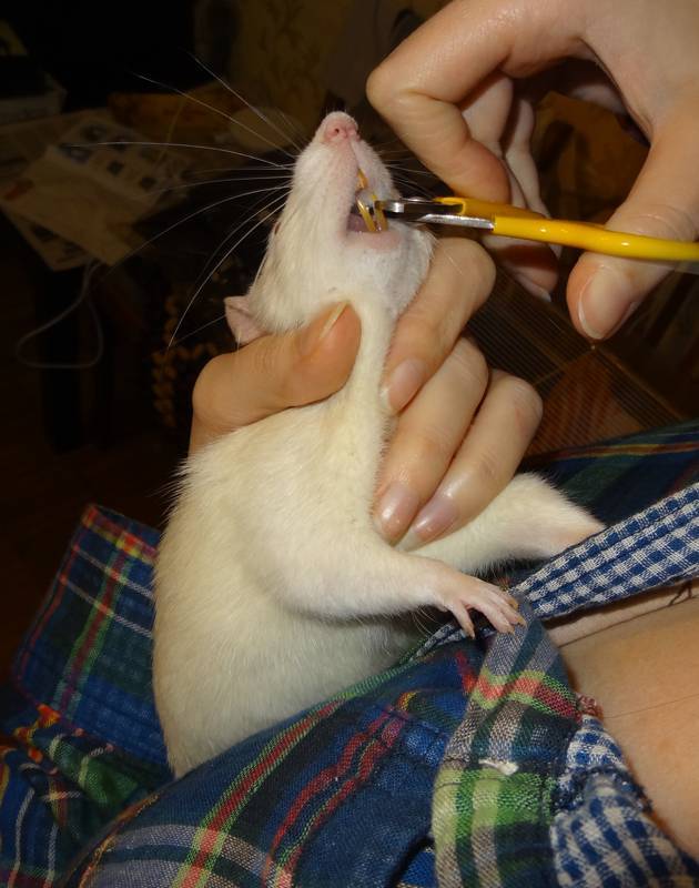 Лабораторная крыса - laboratory rat - xcv.wiki