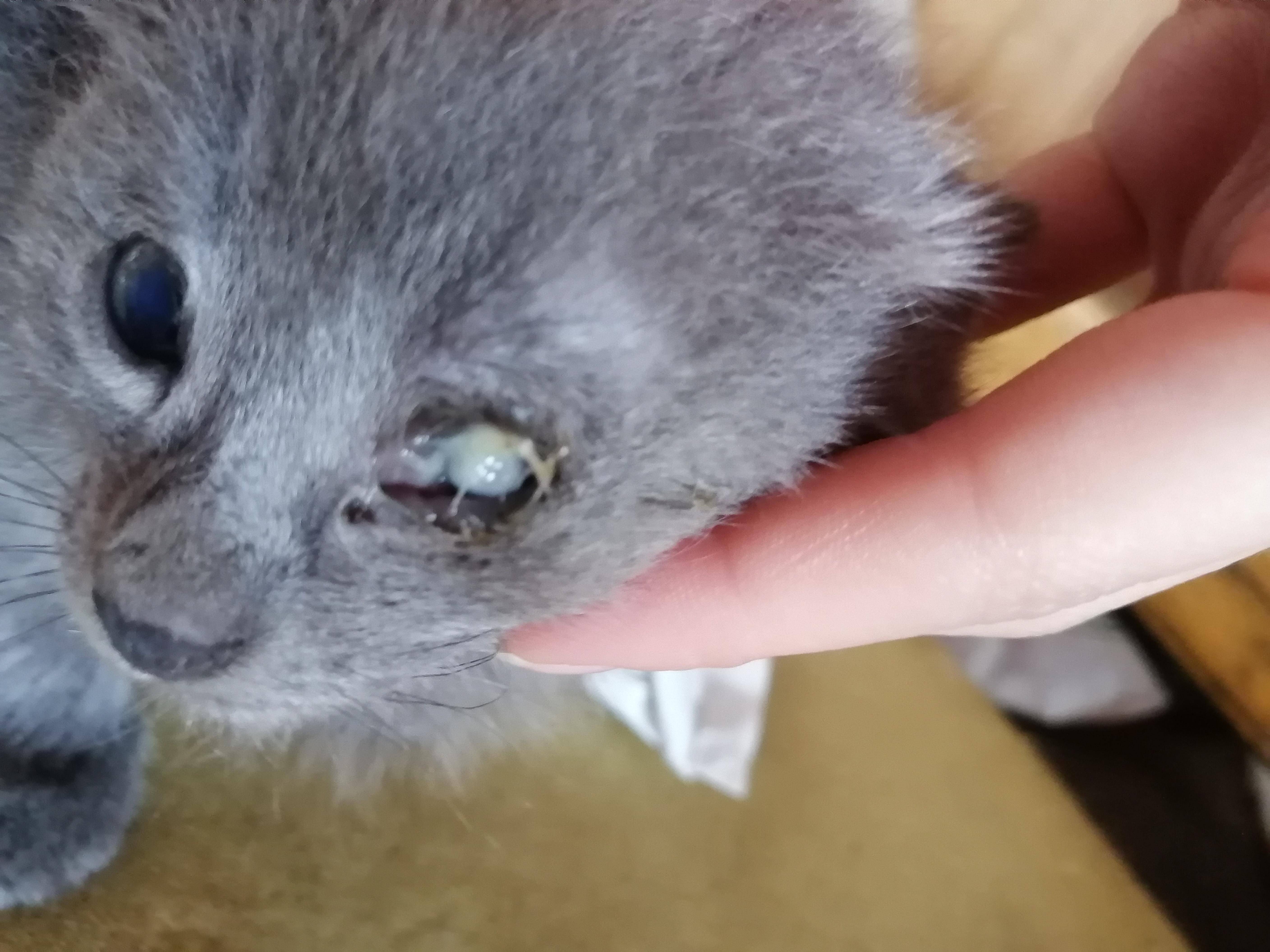 У кота или кошки побелел глаз | болезнь, причина, что делать