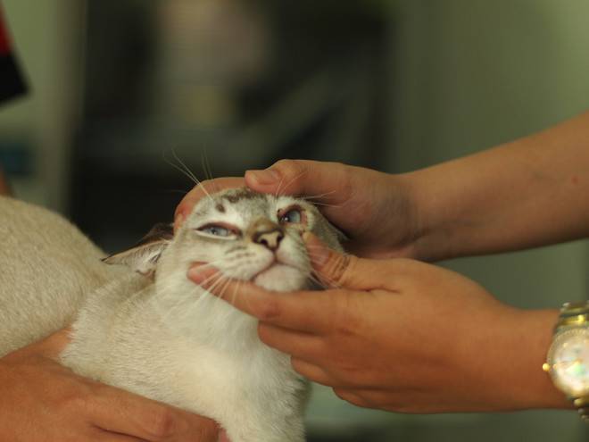 Почему у кошки слезятся глаза, закисают и гноятся: причины и лечение, как протирать