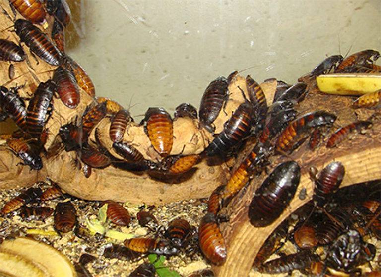 Туркменский таракан (shelfordella tartara) – разведение и содержание в домашних условиях