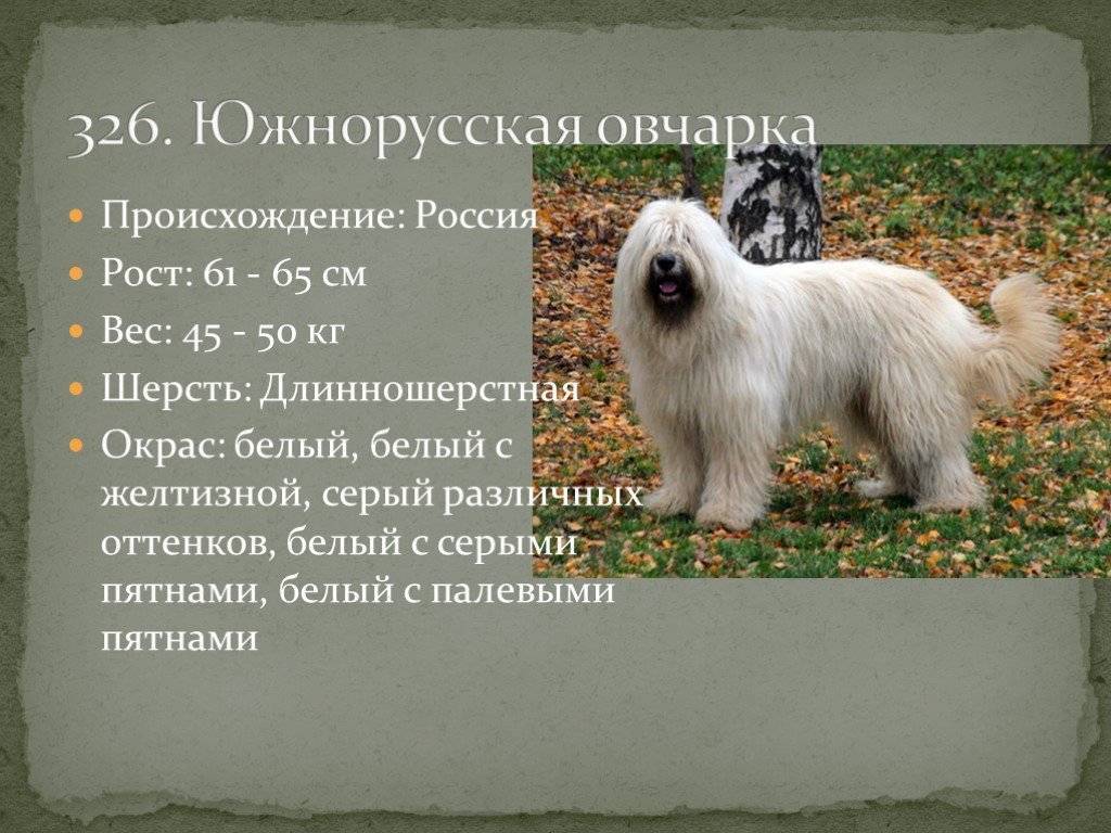 Южнорусская овчарка: фото, описание и характеристика породы