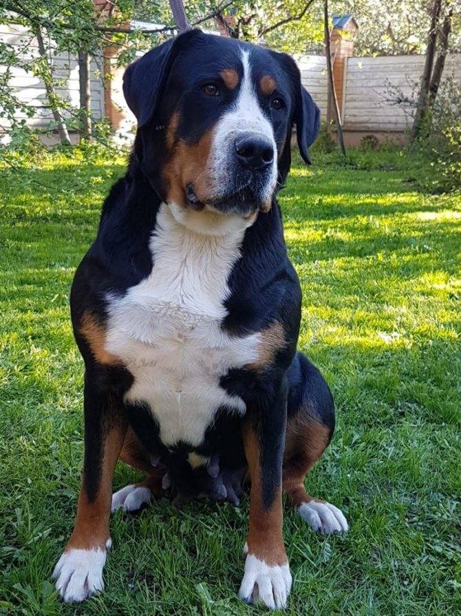Большой швейцарский зенненхунд — 110 фото, описание породы, уход, питание и дрессура собаки