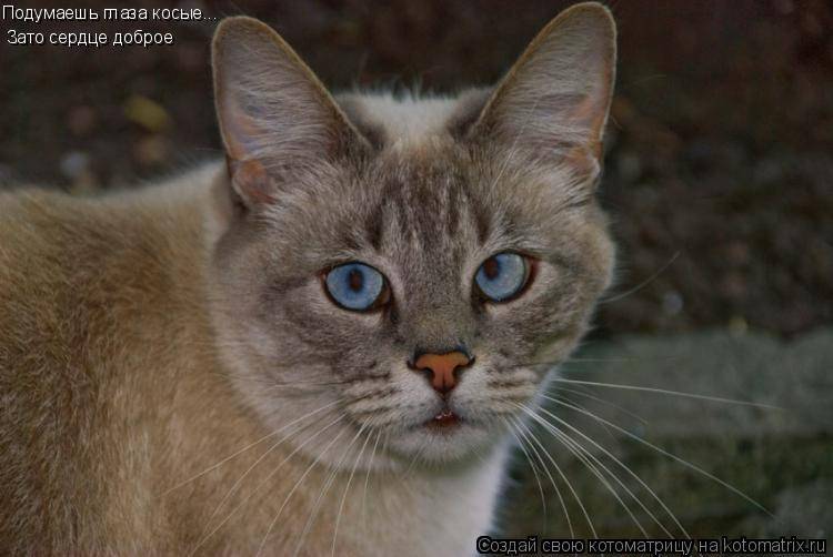 ᐉ косоглазые коты: породы, почему так бывает, знаменитые, 35 фото - zoogradspb.ru