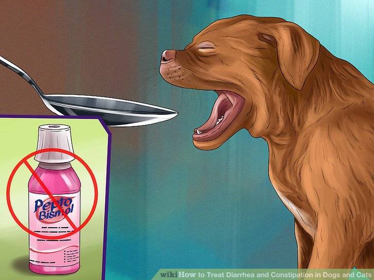 Запор у собаки: что делать в домашних условиях, чем лечить, какие слабительные помогут