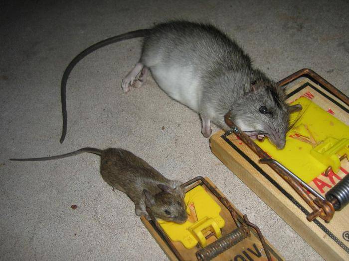 Кот-крысолов: породы с фото и описанием, особенности содержания охотников на мышей и крыс