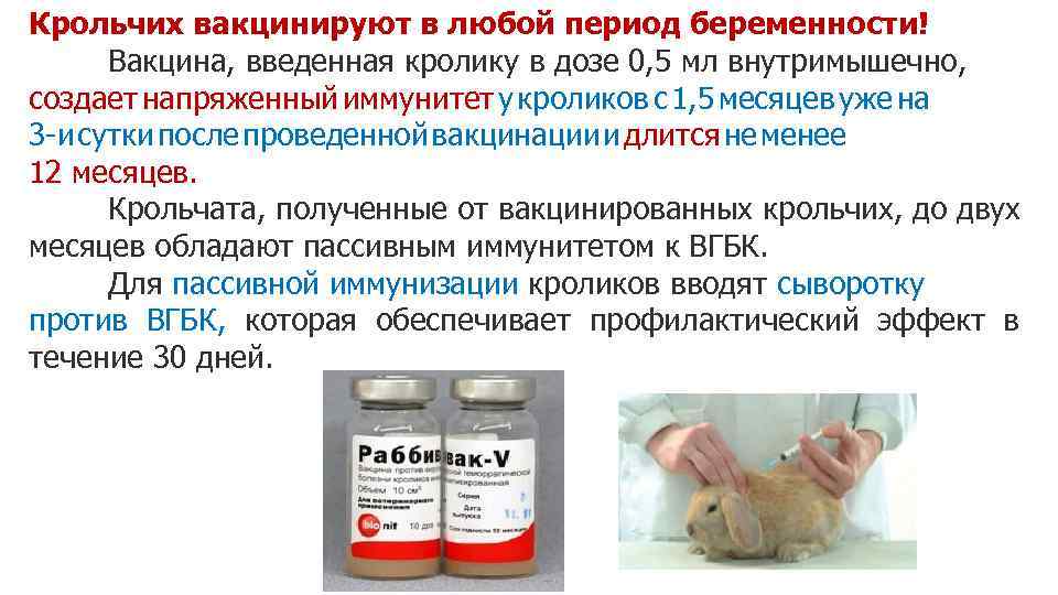 Ассоциированная вакцина для кроликов как разводить и колоть - агро эксперт
