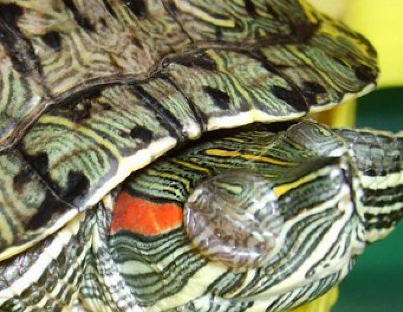 У сухопутной черепахи опух глаз что делать. лечение красноухой черепахи: не отрываются глаза. лечение панциря и пневмонии