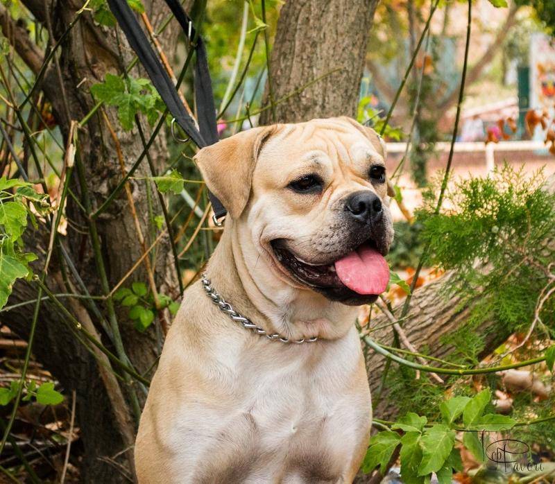 Самые спокойные породы собак — топ-10 с фото, названиями и описанием