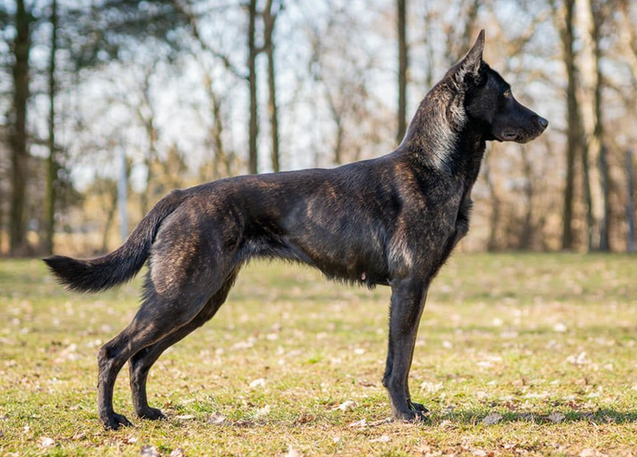 Голландская овчарка (хердер) — фото, описание породы и особенности содержания собаки
