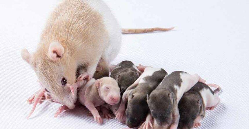 Сколько живут мыши в домашних условиях?