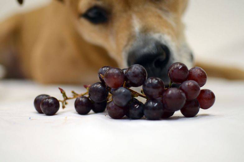 Можно ли собакам виноград: как распознать в продукте опасность