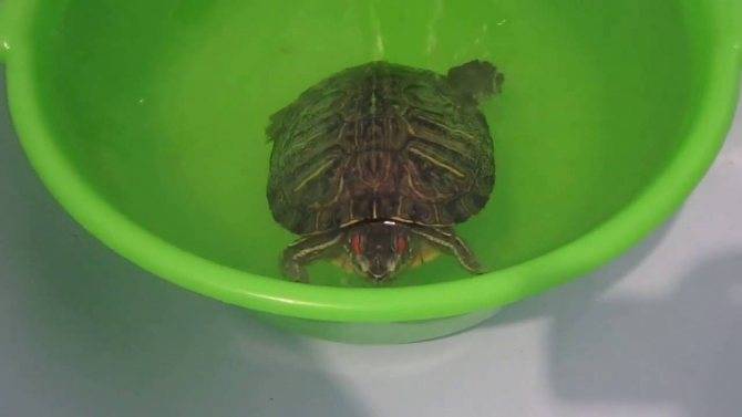 Как мыть красноухую черепаху