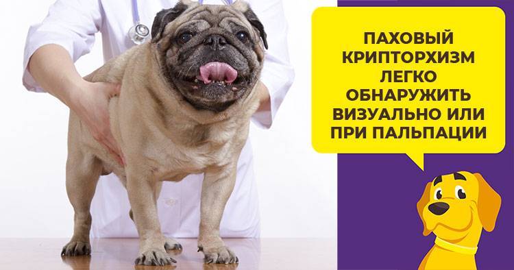 Крипторхизм у детей. консультация детского хирурга и операции в клинике «мед-союз»