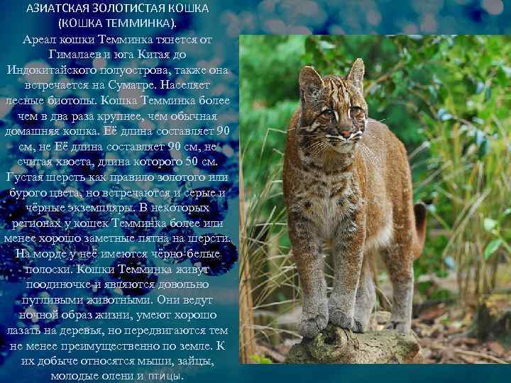 Онцилла кошка. образ жизни и среда обитания онциллы | животный мир