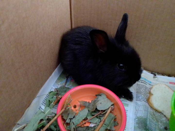 Чем кормить декоративного кролика в домашних условиях, что едят, чем питаются, что можно давать - kotiko.ru