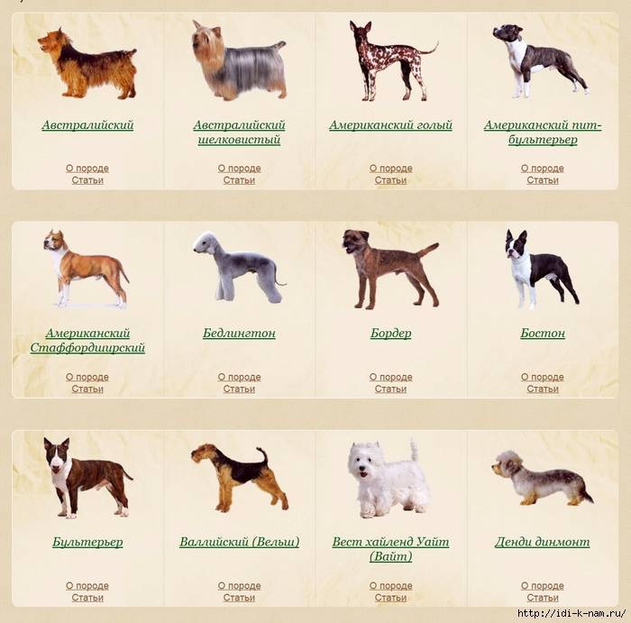 Средние породы собак. средние породы собак: список с фотографиями и описаниями :: syl.ru