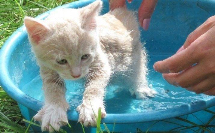 Как правильно мыть котенка первый раз, как часто и с какого возраста можно купать, как приучить к воде