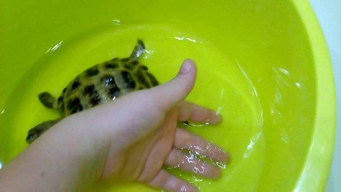 Как купать сухопутную черепаху