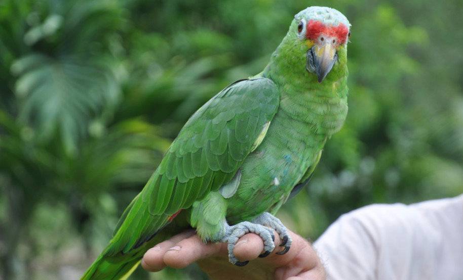 Большие попугаи: топ 12 пород, таблица и сравнение
