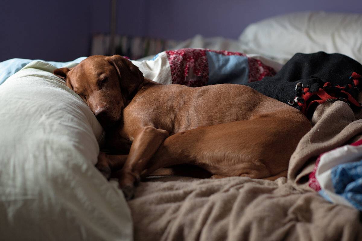 Брать ли собаку в постель — преимущества и недостатки