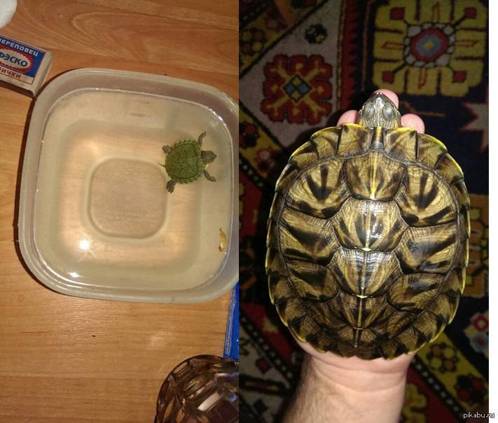 Что делать если красноухая черепаха не растет