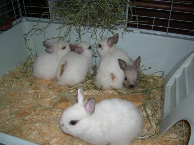 Декоративные кролики — породы, уход, содержание, чем питаются и сколько живут домашние любимцы