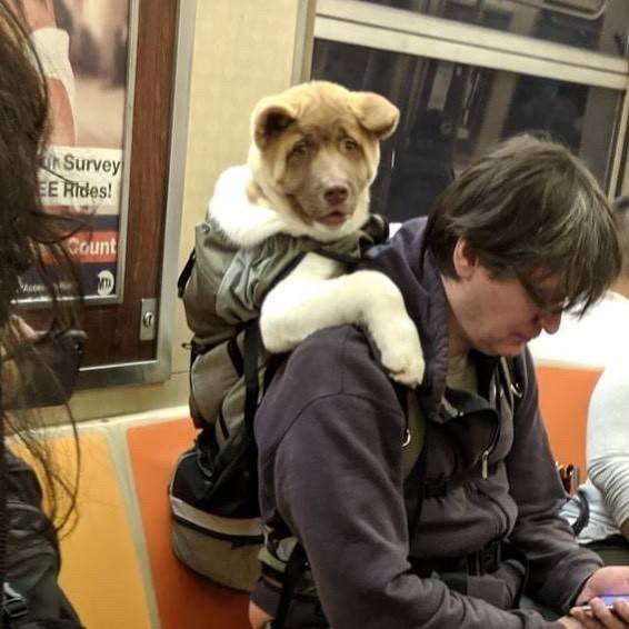 Где собака в метро? - лучшие ответы на вопросы