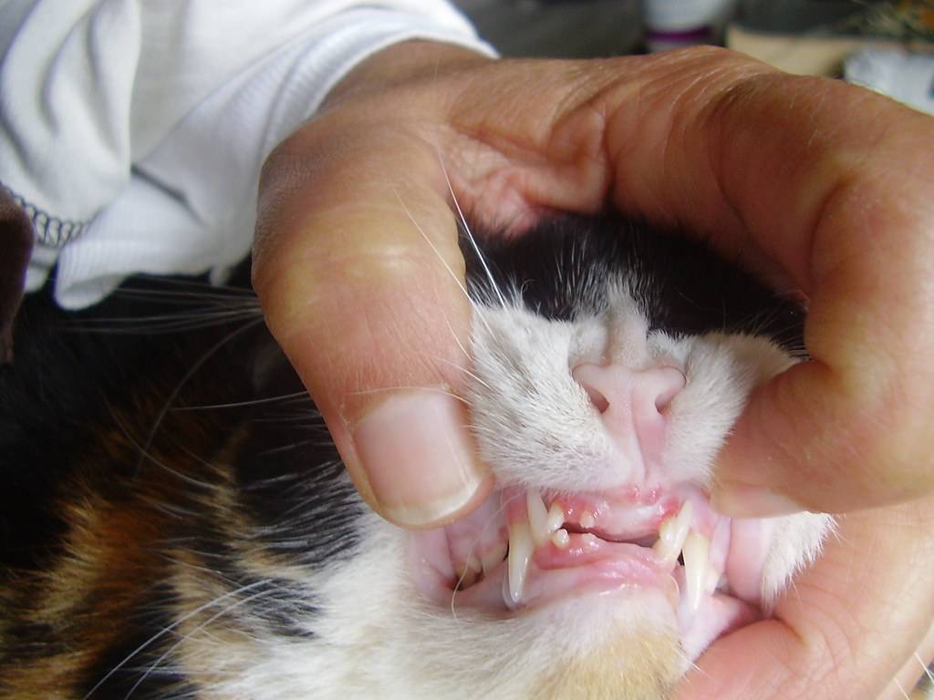 Как расположены зубы у кошек фото