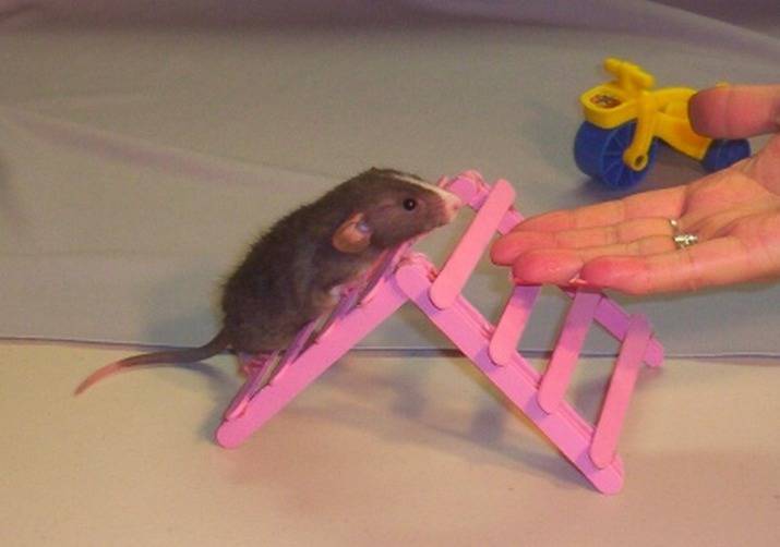 Во что и как можно поиграть с домашней крысой