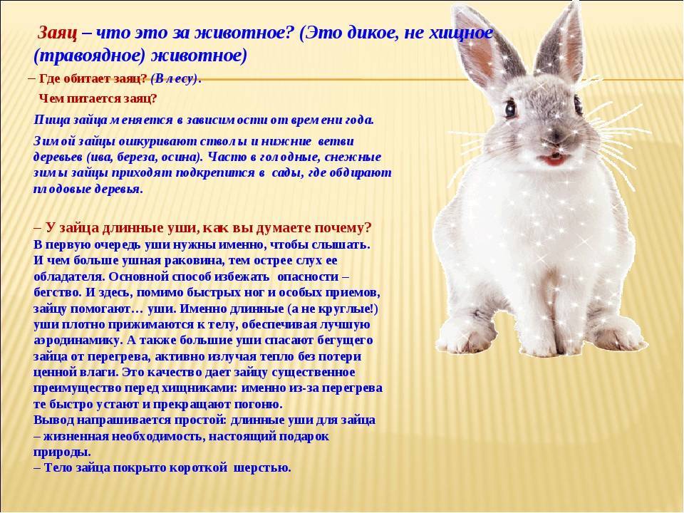 Дикий (европейский) кролик: описание и характеристики - домашние наши друзья