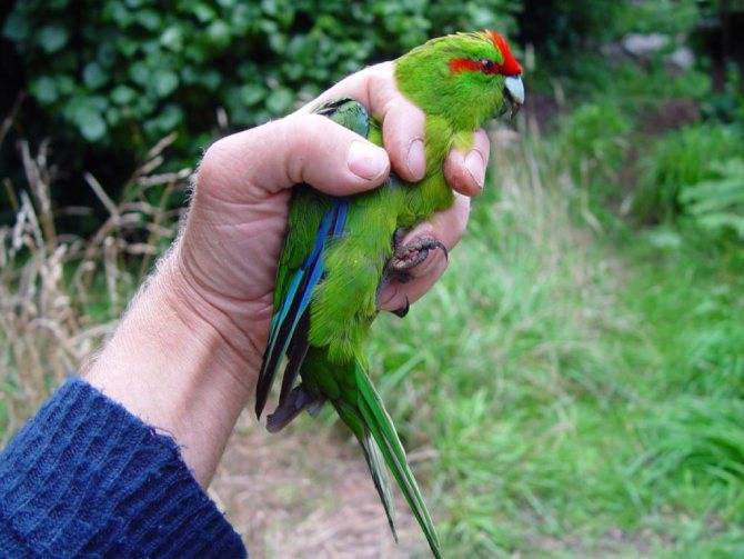 Какарик (36 фото): разговаривают ли попугаи? описание новозеландского горного попугая и других видов. особенности содержания и разведения. отзывы владельцев