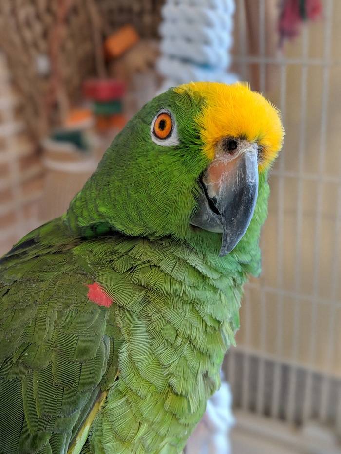 [новое исследование] попугай розелла: описание, уход и содержание в домашних условиях, цена и отзывы владельцев