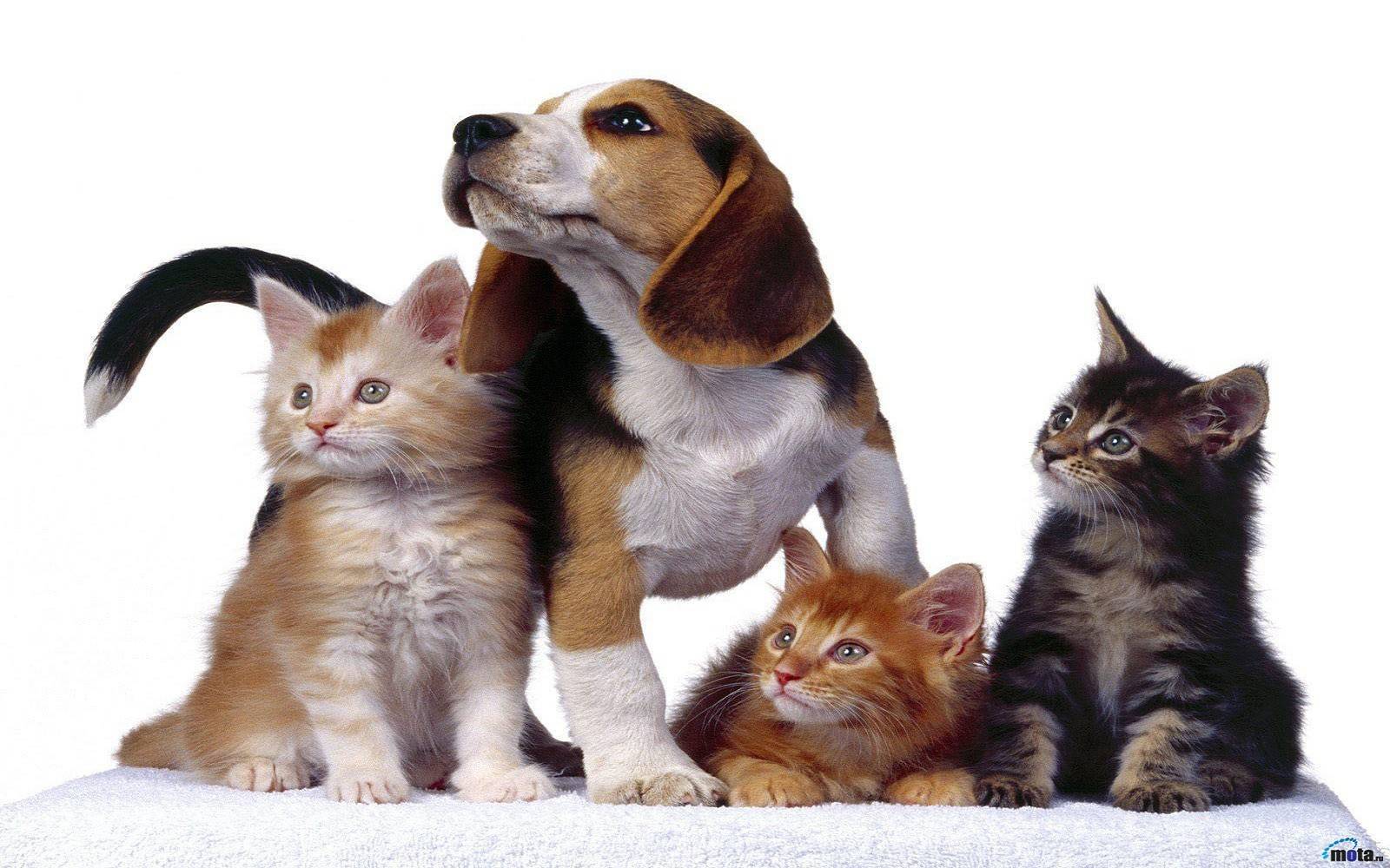 Животные породы кошек и собак. Собачки и кошечки. Кот и собака дружат. Фото кошек и собак. Дружба кошки и собаки.