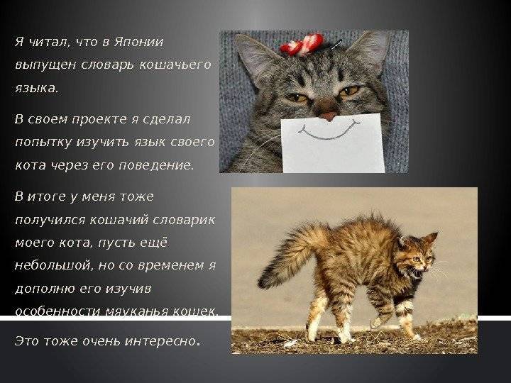 Мяу по‑русски: о чем говорят кошки - полонсил.ру - социальная сеть здоровья