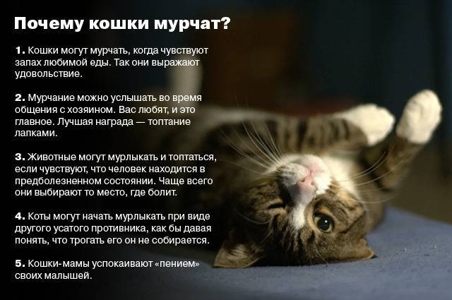 Почему кошка кусает котят? - ветеринарная клиника zoohelp
