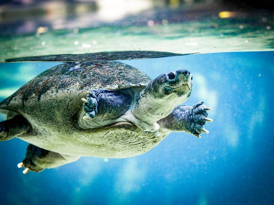 Умеет ли плавать сухопутная черепаха