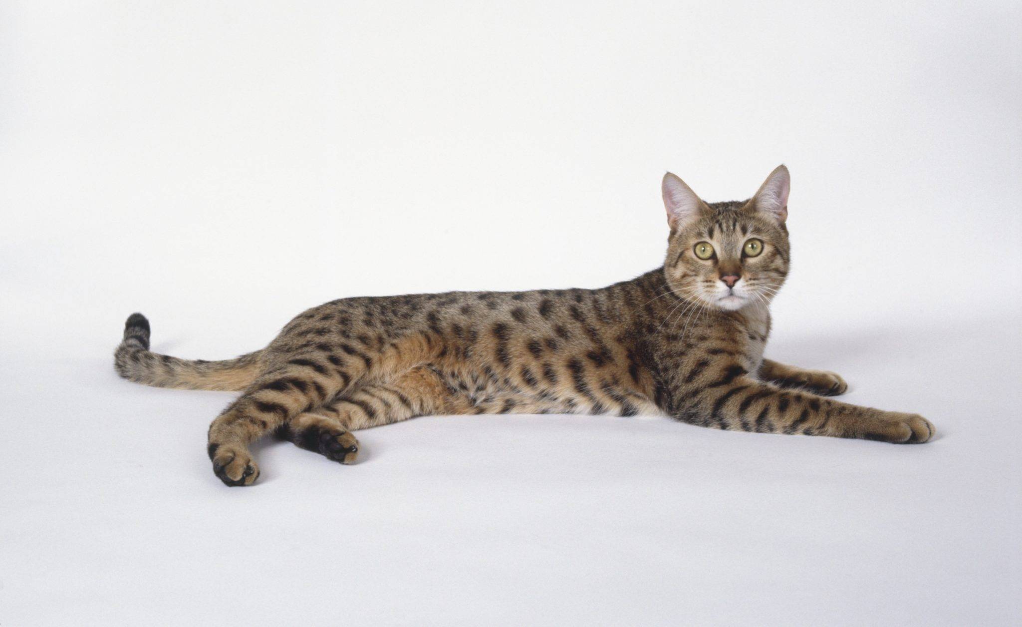 Калифорнийская сияющая кошка: история породы, уход, фото, цена
