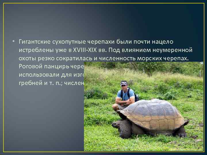 Двухкоготная черепаха: описание вида, фото